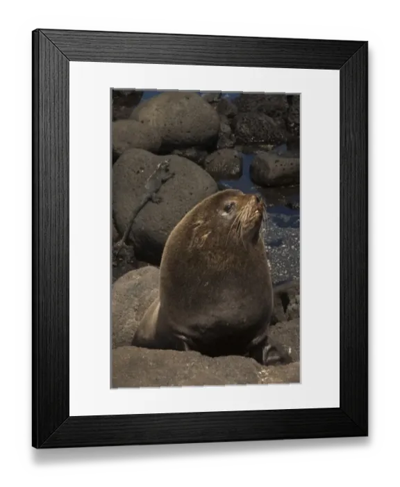 Framed Print : Galapagos Fur Seal (Arctocephalus galapagoensis) Cabo Douglas, Fernandina Island