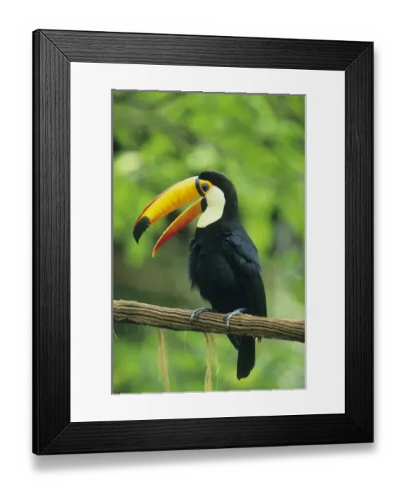 Framed Print : Toco Toucan, (Ramphastos toco), Atlantic Forest, Iguacu Falls National Park, Brazil Framed Print : Toco Toucan, (Ramphastos toco), Atlantic Forest, Iguacu Falls National Park, Brazil