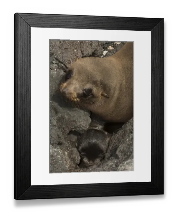 Framed Print : Galapagos Fur Seal and Pup (Arctocephalus galapagoensis) Cabo Douglas, Fernandina Island