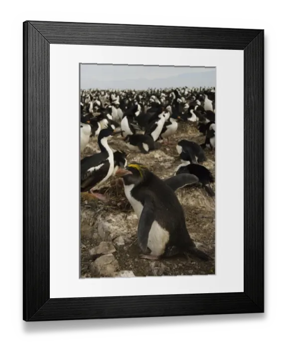 Framed Print : Macaroni Penguin (Eudyptes chrysolophus). Pebble Island, Falkland Islands. These Framed Print : Macaroni Penguin (Eudyptes chrysolophus). Pebble Island, Falkland Islands. These