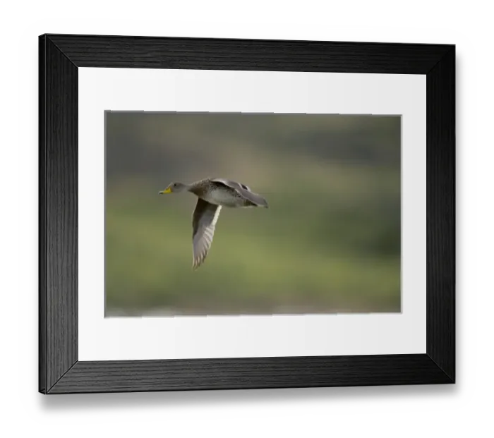 Framed Print : South America, Brazil Framed Print : South America, Brazil
