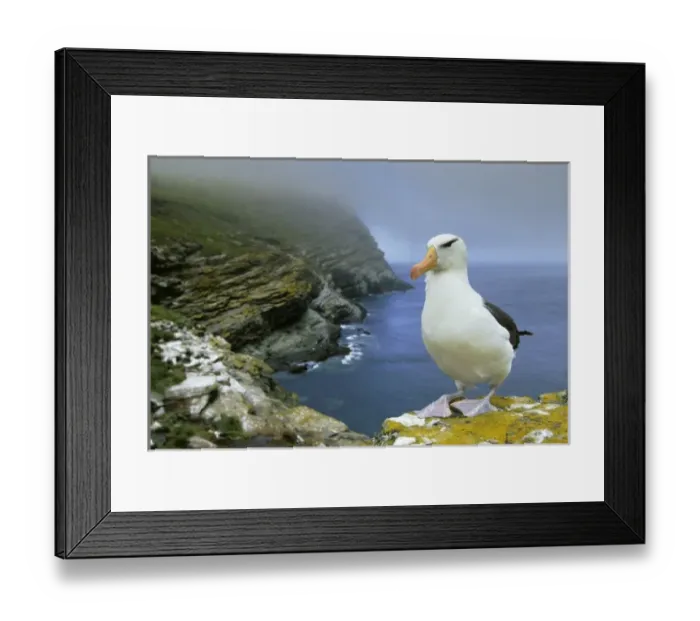 Framed Print : Black-Browed Albatross, (Diomedea melanophris), West Point Island, Falkland Islands Framed Print : Black-Browed Albatross, (Diomedea melanophris), West Point Island, Falkland Islands