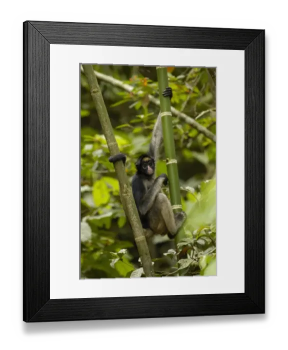 Framed Print : Central America, Ecuador Framed Print : Central America, Ecuador