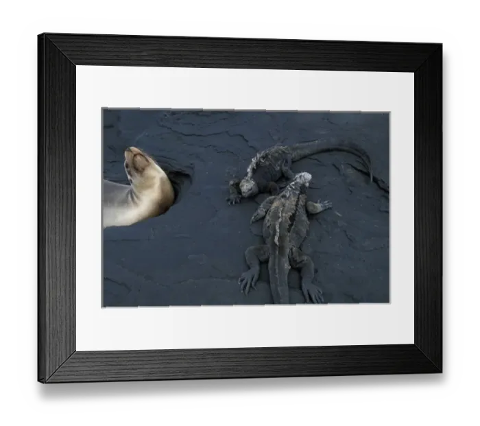 Framed Print : Ecuador, Galapagos Islands, Marine Iguanas (Amblyrhynchus cristatus) on lava by Galapagos Framed Print : Ecuador, Galapagos Islands, Marine Iguanas (Amblyrhynchus cristatus) on lava by Galapagos