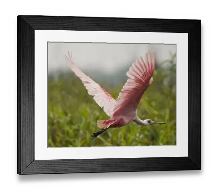 Framed Print : South America, Brazil