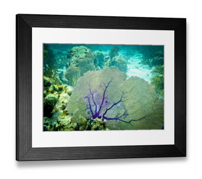 Framed Print : Purple Sea Fan, Belize Barrier Reef, Belize