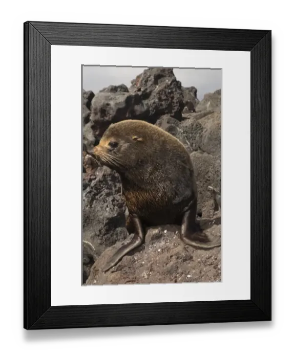 Framed Print : Galapagos Fur Seal (Arctocephalus galapagoensis) sitting on lava Cabo Hammond, Fernandina Island