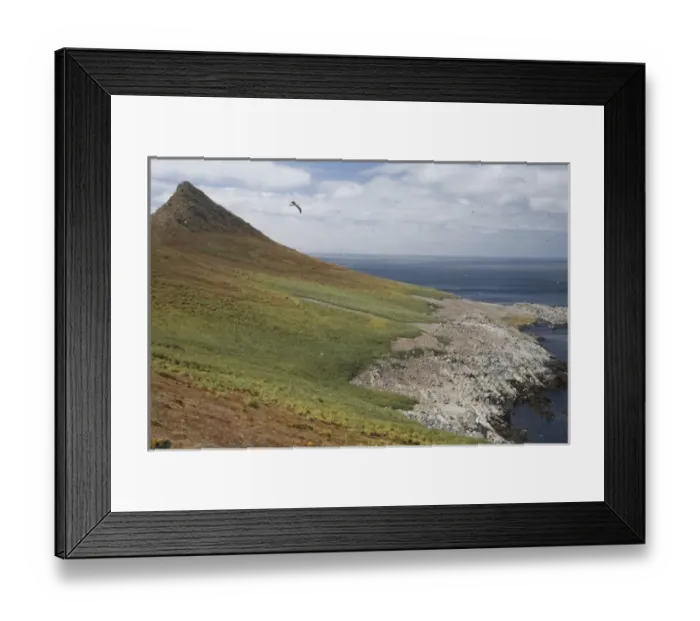 Framed Print : Black-browed albatross sore over the largest colony of black-browed albatross in the world