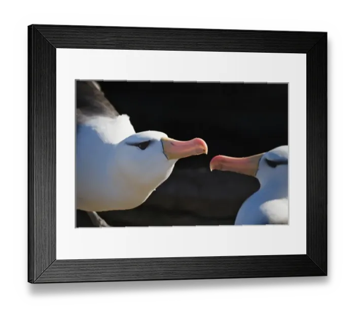 Framed Print : Black-browed albatross (T. m. melanophris) mate, New Island, Falkland Island Framed Print : Black-browed albatross (T. m. melanophris) mate, New Island, Falkland Island