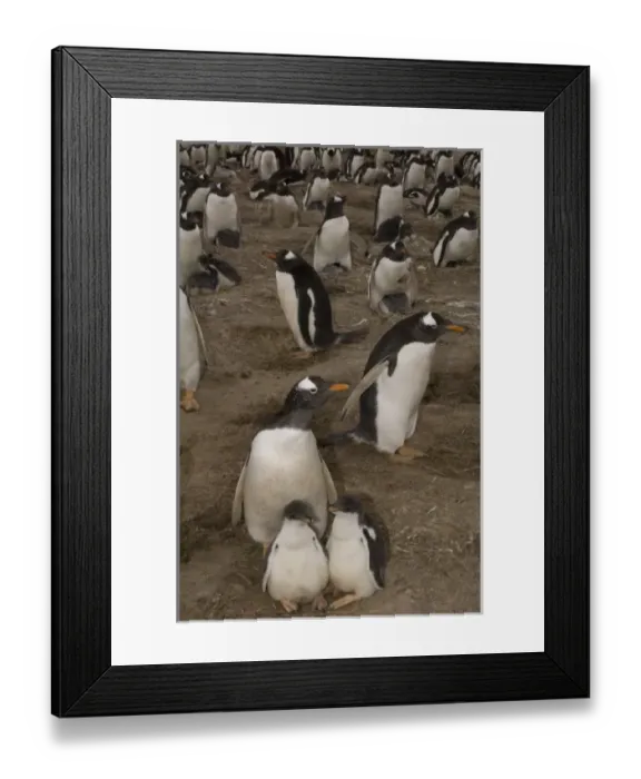 Framed Print : Gentoo Penguins (Pygoscelis papua) and chicks. These penguins are residents and breed Framed Print : Gentoo Penguins (Pygoscelis papua) and chicks. These penguins are residents and breed