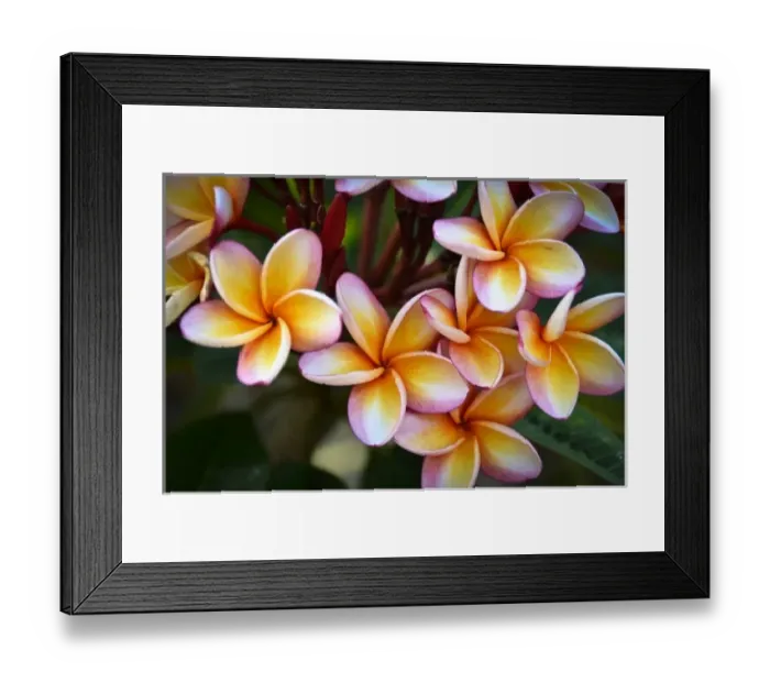 Framed Print : Central America, Belize Framed Print : Central America, Belize