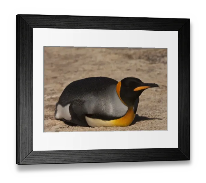 Framed Print : South America, Falkland Islands Framed Print : South America, Falkland Islands