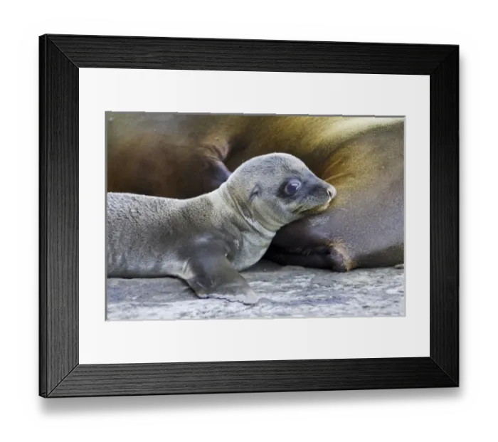 Framed Print : Central America, Ecuador Framed Print : Central America, Ecuador