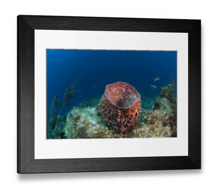 Framed Print : Giant Barrel Sponge (Xestospongia muta) Coral Reef Island, Belize Barrier Reef. Second Framed Print : Giant Barrel Sponge (Xestospongia muta) Coral Reef Island, Belize Barrier Reef. Second