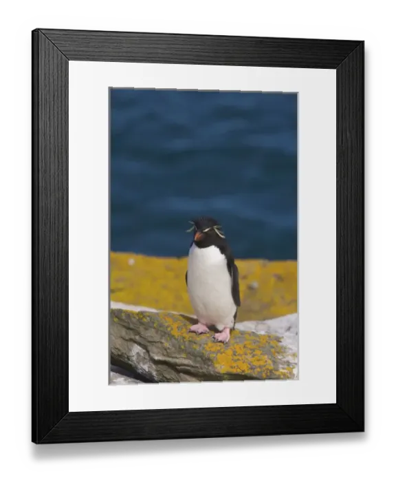 Framed Print : South America, Falkland Islands Framed Print : South America, Falkland Islands