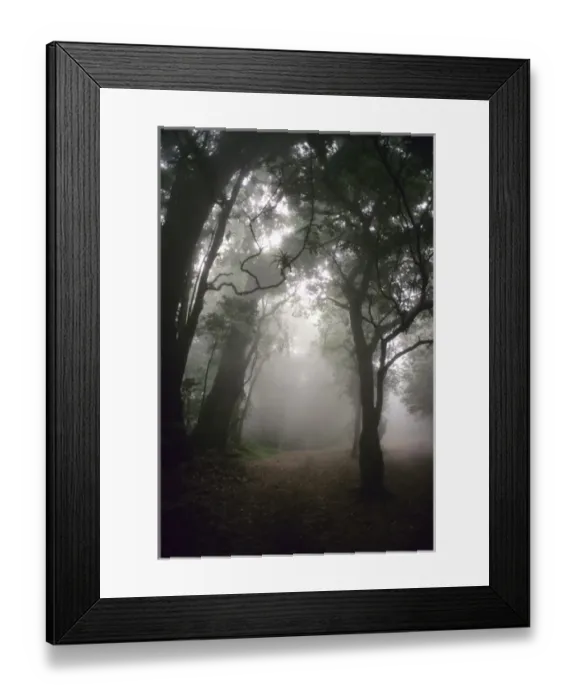 Framed Print : El Salvador: Cerro Verde National Park, cloud forest in fog, May Framed Print : El Salvador: Cerro Verde National Park, cloud forest in fog, May
