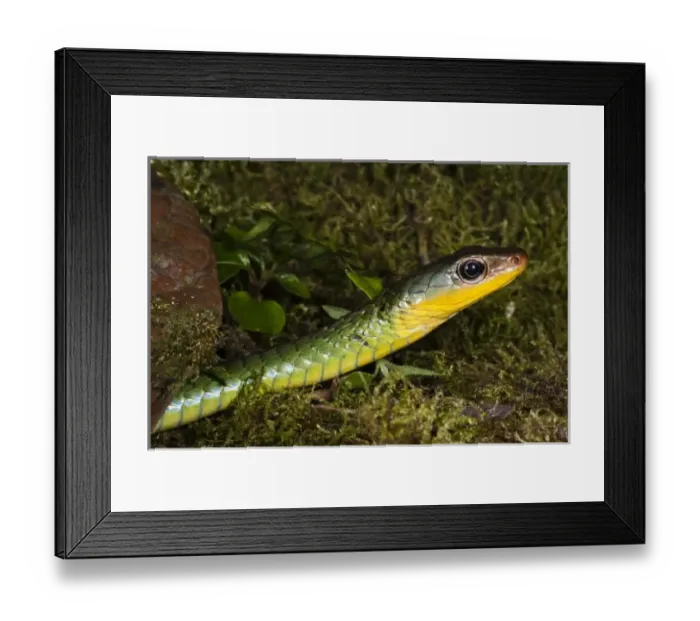 Framed Print : Sipo Snake (Chironius exoletus) captive, Mindo Cloud Forest, Ecuador Framed Print : Sipo Snake (Chironius exoletus) captive, Mindo Cloud Forest, Ecuador