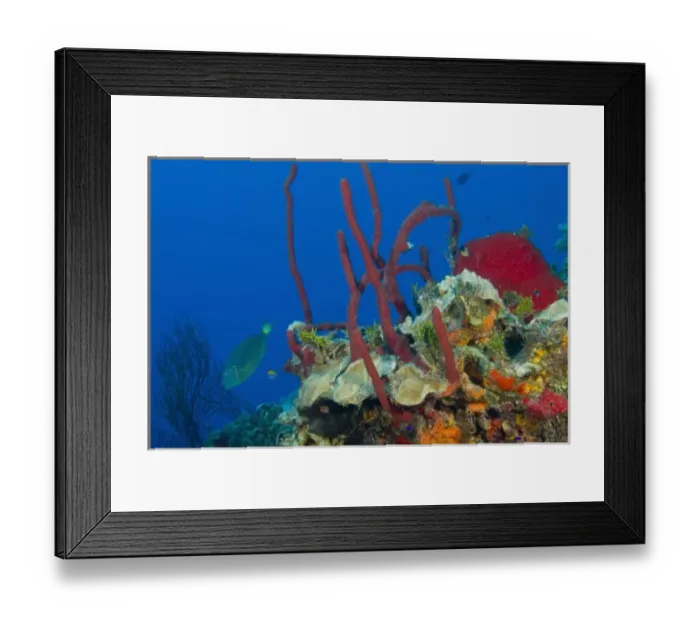 Framed Print : Erect Rope Sponge (Amphimedon compressa) & Parrotfish, Hol Chan Marine Park, Ambergris Caye Framed Print : Erect Rope Sponge (Amphimedon compressa) & Parrotfish, Hol Chan Marine Park, Ambergris Caye