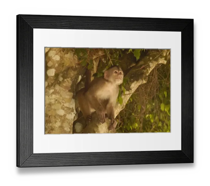 Framed Print : Central America, Ecuador Framed Print : Central America, Ecuador