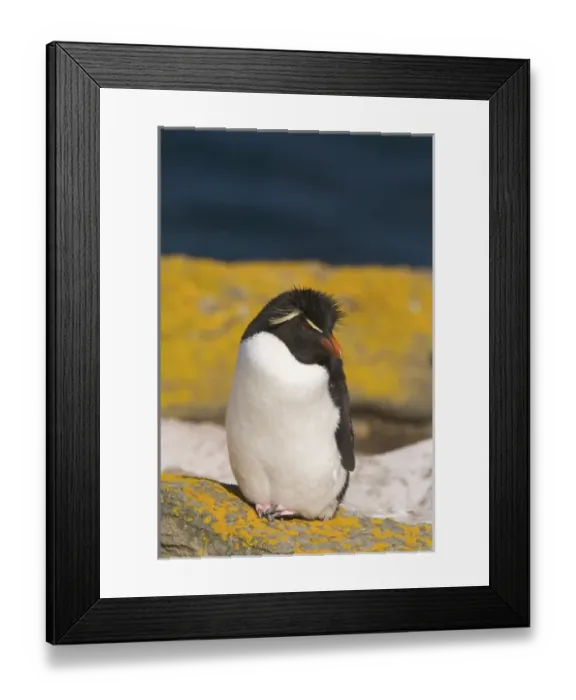 Framed Print : South America, Falkland Islands Framed Print : South America, Falkland Islands