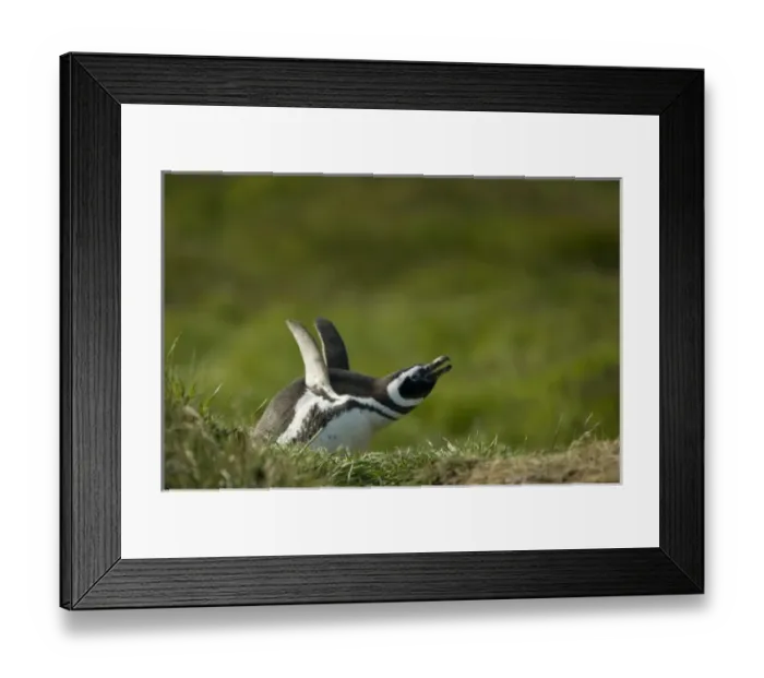 Framed Print : South America, Falkland Islands Framed Print : South America, Falkland Islands