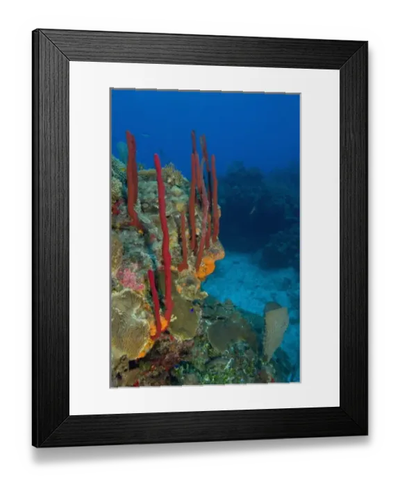 Framed Print : Erect Rope Sponge (Amphimedon compressa) & Encrusting sponge (Diplastrella sp. ) Hol Framed Print : Erect Rope Sponge (Amphimedon compressa) & Encrusting sponge (Diplastrella sp. ) Hol