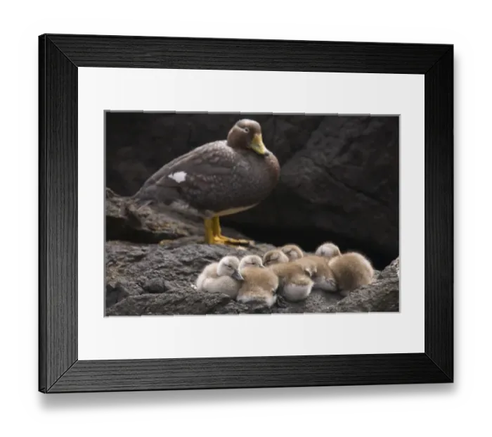 Framed Print : South America, Falkland Islands