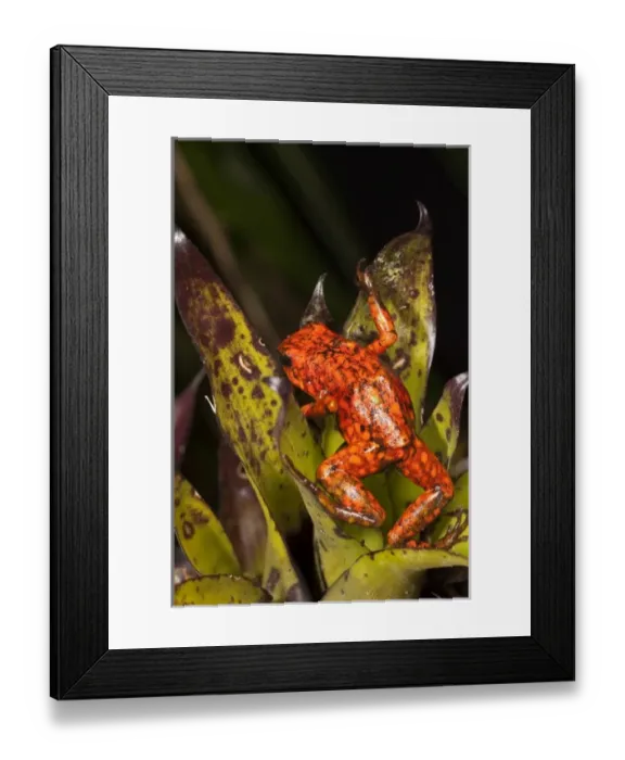 Framed Print : Hourglass Tree Frog (Dendropsophus ebraccatus) captive, Choca Region of NW Ecuador Framed Print : Hourglass Tree Frog (Dendropsophus ebraccatus) captive, Choca Region of NW Ecuador