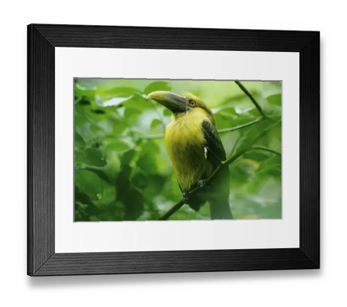 Framed Print : Saffron Toucanet, (Baillonius bailloni), Atlantic Forest, Itatiaia National Park, southeast Brazil