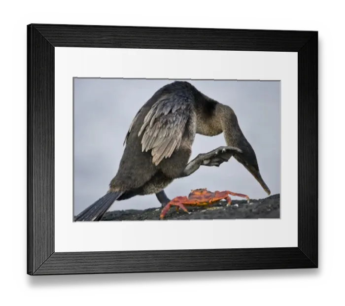Framed Print : Ecuador. A Flightless Cormorant scratches its head while a Sally Lightfoot crab looks Framed Print : Ecuador. A Flightless Cormorant scratches its head while a Sally Lightfoot crab looks
