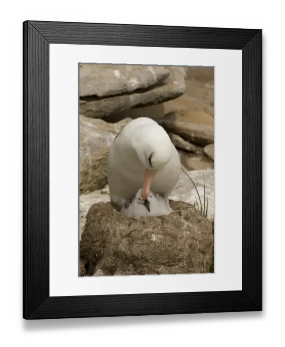 Framed Print : South Atlantic, Falkland Islands, New Island. Black-browed albatross parent preening chick in nest Framed Print : South Atlantic, Falkland Islands, New Island. Black-browed albatross parent preening chick in nest