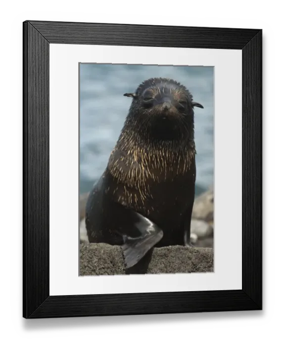 Framed Print : Central America, Ecuador Framed Print : Central America, Ecuador