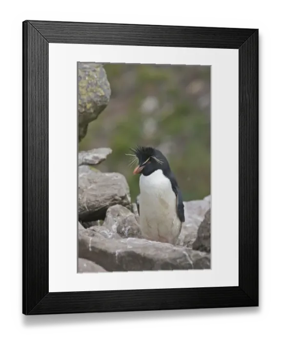 Framed Print : South America, Falkland Islands Framed Print : South America, Falkland Islands