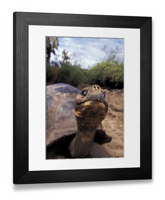 Framed Print : Spouth America, Galapagos Islands. Giant tortoise (Geochelone elephantopus) Framed Print : Spouth America, Galapagos Islands. Giant tortoise (Geochelone elephantopus)