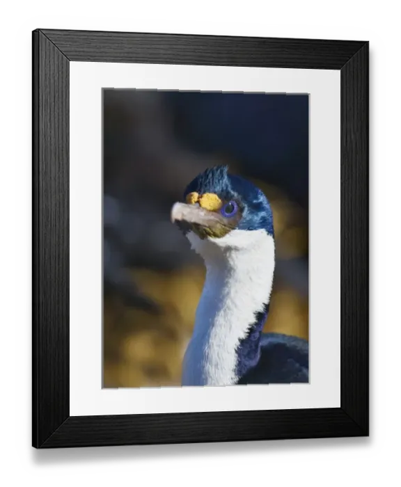 Framed Print : Antarctic (Blue-Eyed) Shag (Phalacrocorax bransfieldensis), New Island, Falkland Islands Framed Print : Antarctic (Blue-Eyed) Shag (Phalacrocorax bransfieldensis), New Island, Falkland Islands