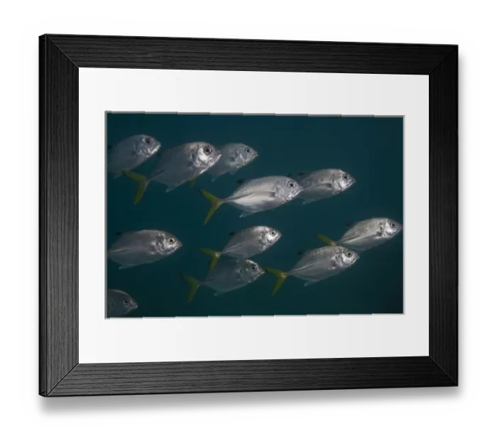 Framed Print : Bigeye Jack (Caranx sexfasciatus) Coral Reef Island, Belize Barrier Reef. Second largest barrier reef system in the world. BELIZE, Central America Framed Print : Bigeye Jack (Caranx sexfasciatus) Coral Reef Island, Belize Barrier Reef. Second largest barrier reef system in the world. BELIZE, Central America