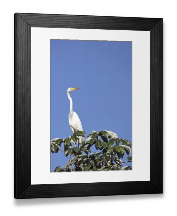 Framed Print : South America, Brazil, Pantanal. The Great Egret in the Pantanal Framed Print : South America, Brazil, Pantanal. The Great Egret in the Pantanal