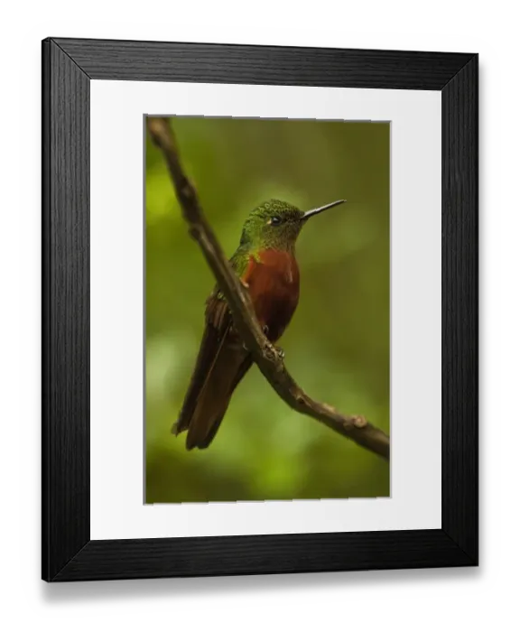 Framed Print : Chestnut-breasted Coronet (Boissonneaua matthewsii), Guango, Cloud Forest, West slope of Andes Framed Print : Chestnut-breasted Coronet (Boissonneaua matthewsii), Guango, Cloud Forest, West slope of Andes