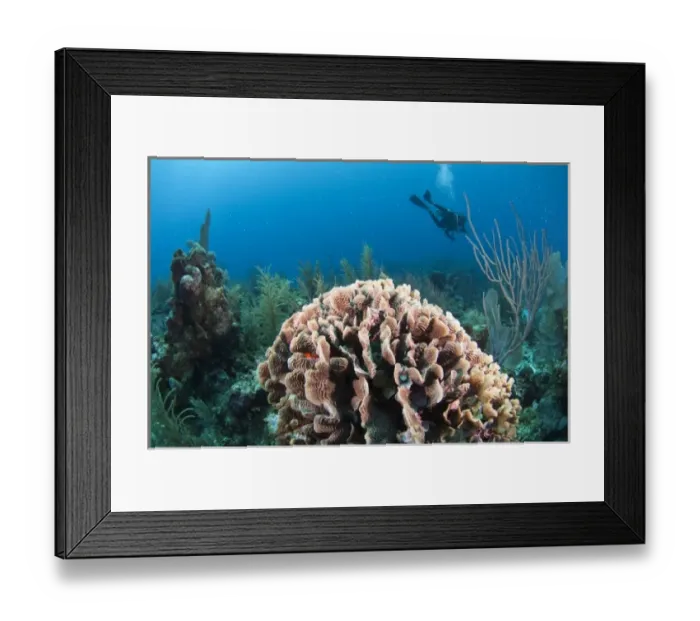 Framed Print : Thin Leaf Lettuce Coral (Agaricia tenuifolia) Coral Reef Island, Belize Barrier Reef