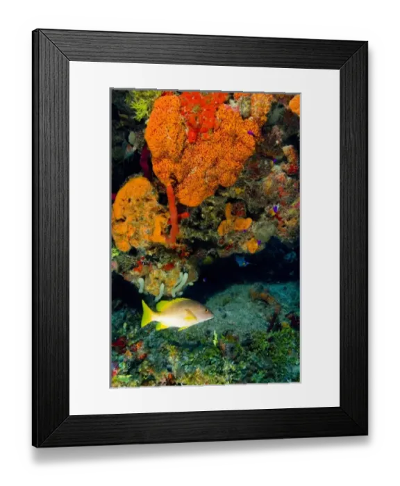 Framed Print : Yellow Snapper and Orange Encrusting Sponge (Diplastrealla sp. ) Hol Chan Marine Preserve Framed Print : Yellow Snapper and Orange Encrusting Sponge (Diplastrealla sp. ) Hol Chan Marine Preserve