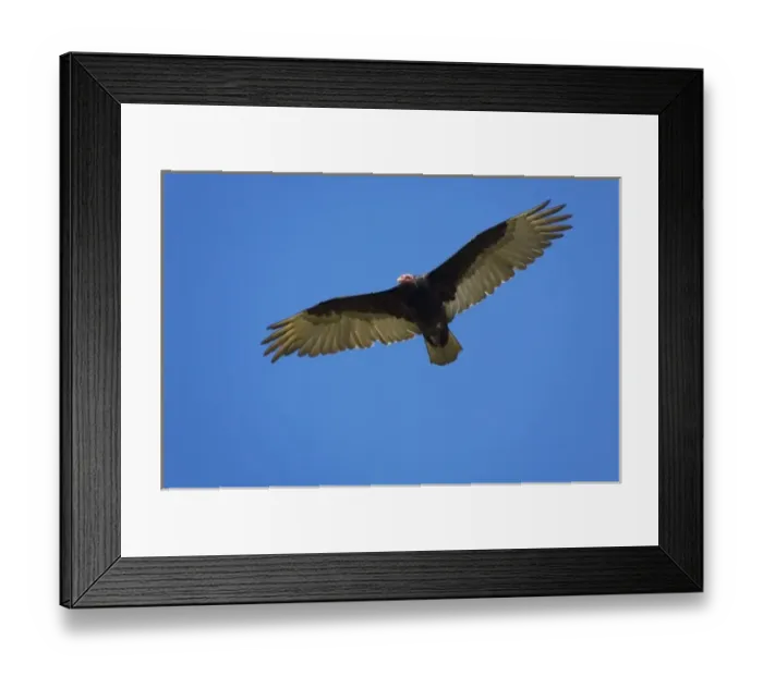 Framed Print : Chimango Caracara (Milvago chimango) in flight, Falkland Islands Framed Print : Chimango Caracara (Milvago chimango) in flight, Falkland Islands