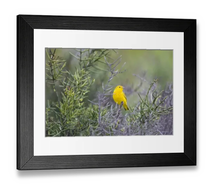 Framed Print : Central America, Ecuador Framed Print : Central America, Ecuador