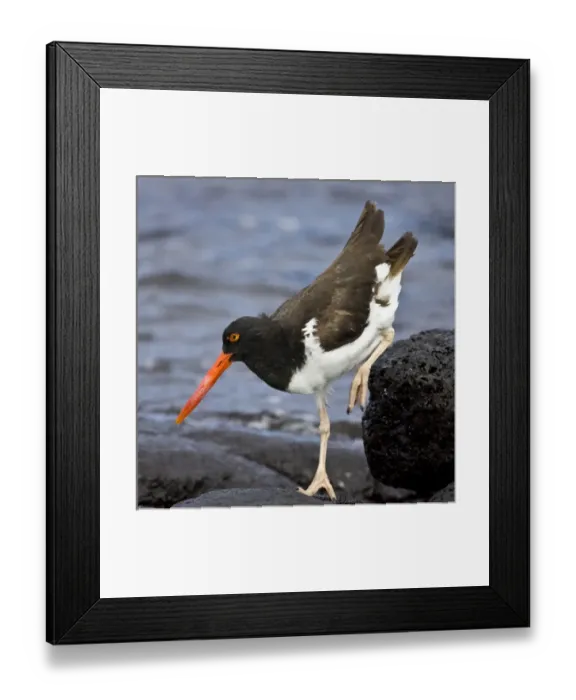 Framed Print : Galapagos Oystercatcher. Galapagos Islands. Ecuador