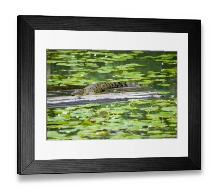 Framed Print : Central America, Belize Framed Print : Central America, Belize