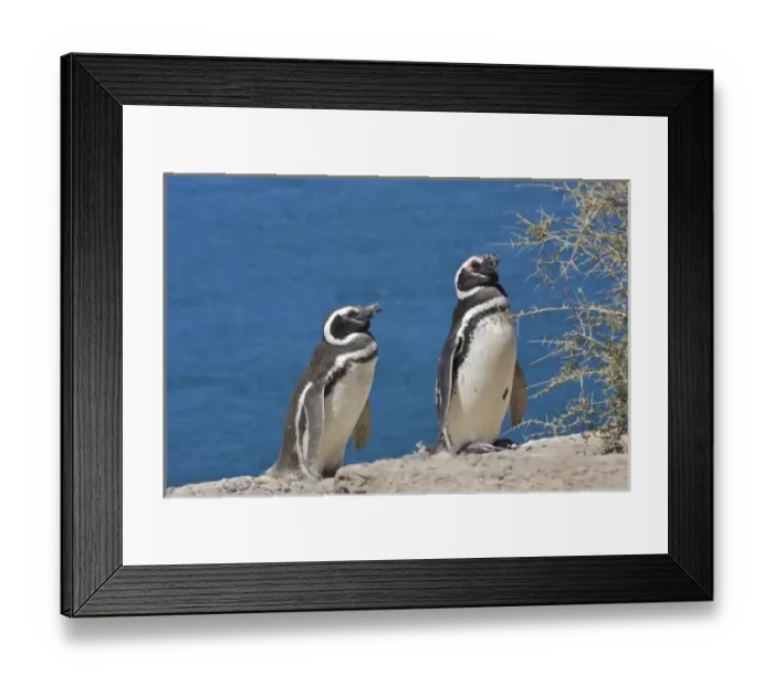 Framed Print : Chubut Province, Argentina. Peninsula Valdes, Unesco World Heritage Site Framed Print : Chubut Province, Argentina. Peninsula Valdes, Unesco World Heritage Site