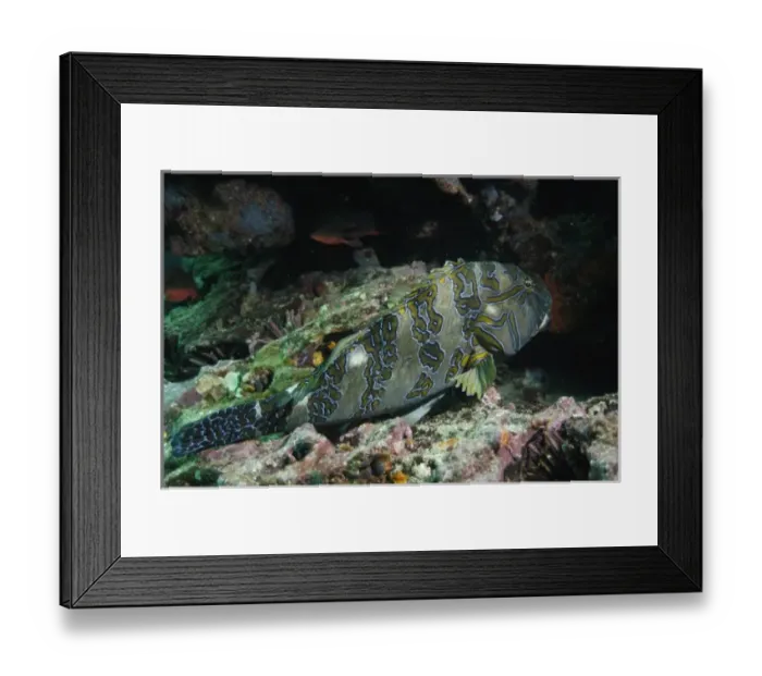 Framed Print : Hieroglyphic Hawkfish (Cinhitus rivulatus), Central Isles, Galapagos Islands, Ecuador Framed Print : Hieroglyphic Hawkfish (Cinhitus rivulatus), Central Isles, Galapagos Islands, Ecuador