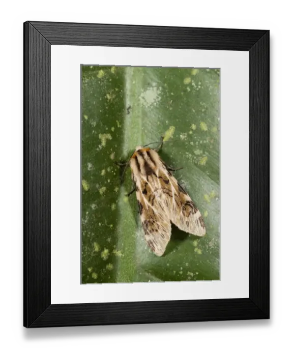 Framed Print : Central America, Ecuador Framed Print : Central America, Ecuador