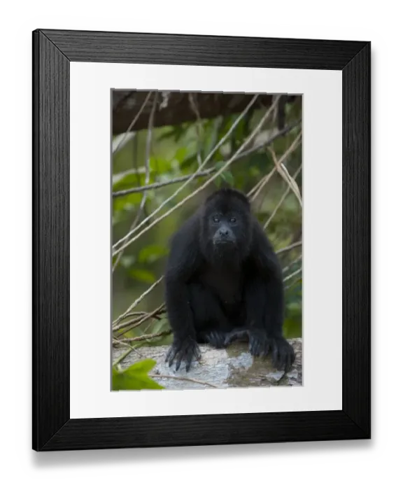 Framed Print : Central America, Belize