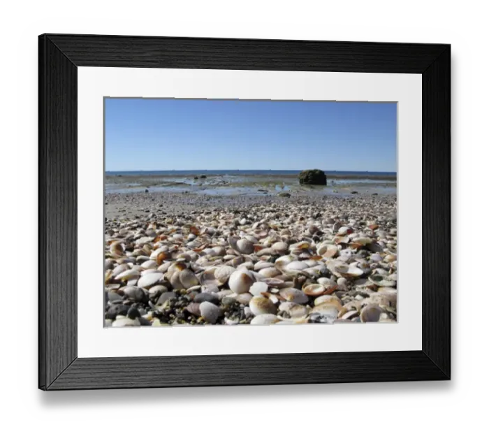 Framed Print : Argentina, Las Grutas. Seashells on the rocky shore at low tide Framed Print : Argentina, Las Grutas. Seashells on the rocky shore at low tide