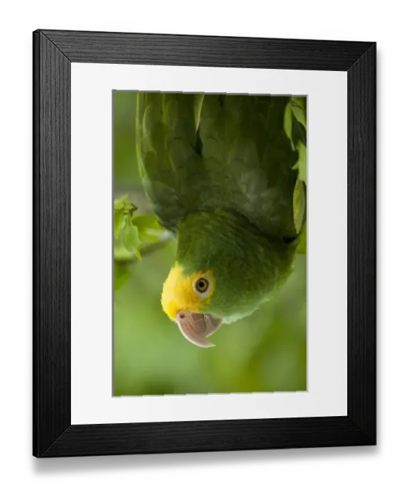 Framed Print : Central America, Belize Framed Print : Central America, Belize